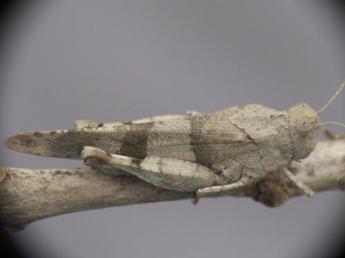 Oedipoda caerulescens caerulescens